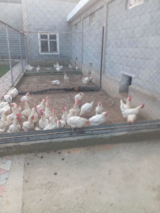 Продам куры корал ник