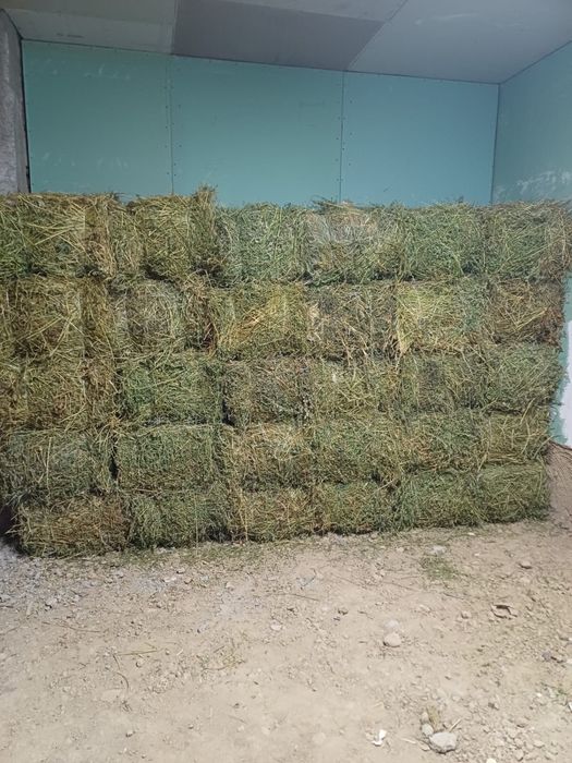 Шөп жаңышқа.