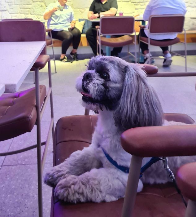 Вязка. Мальчик порода Ши-тцу, 3 года готов для вязки