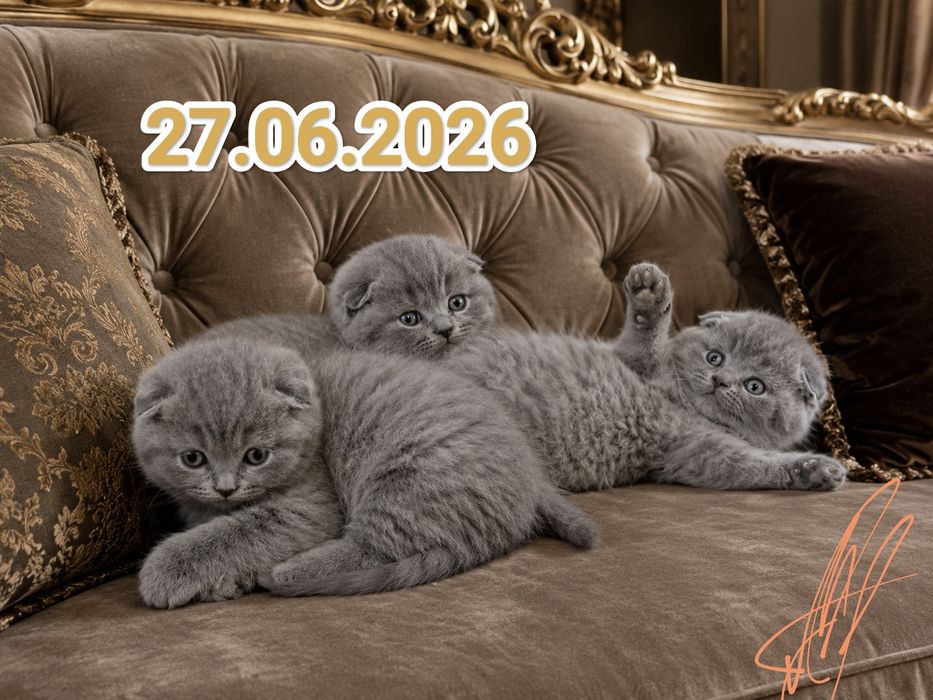 Шотландские Скоттиш Фолд