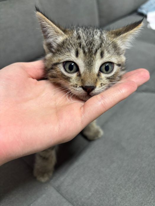 Котята мальчик и девочка
