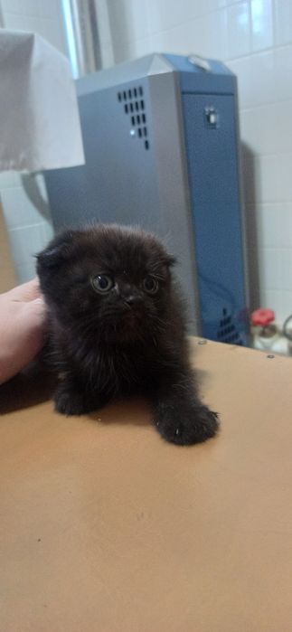 Продам веслоухих котят