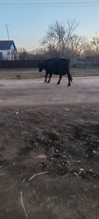 продам быка телкути корову