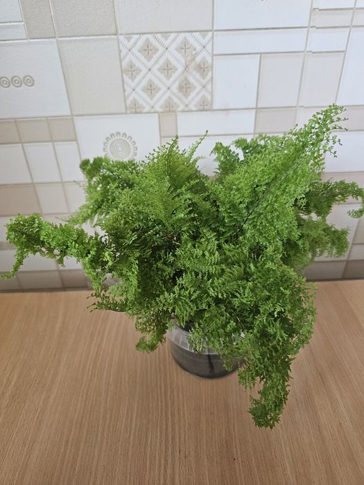 Комнатные цветы.