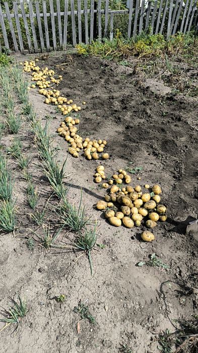 Дачный картофель 250