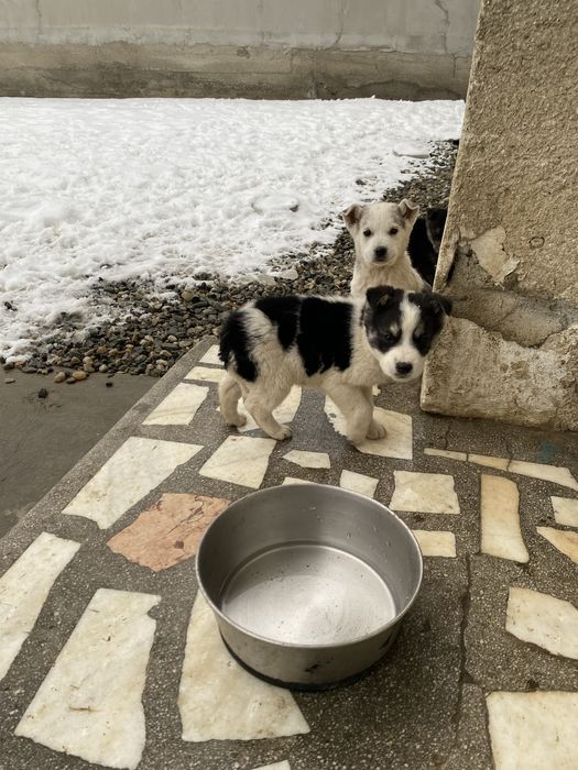 Donez cǎței talie medie