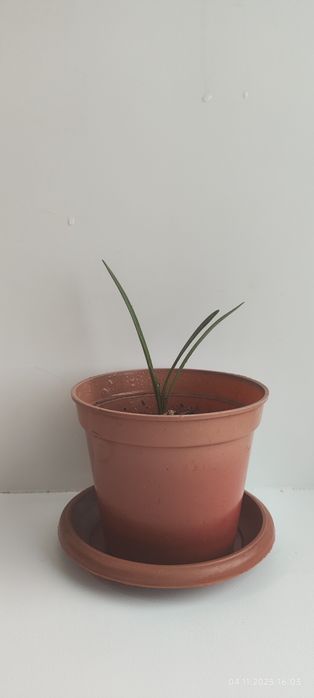 Продам цветы комнатные.