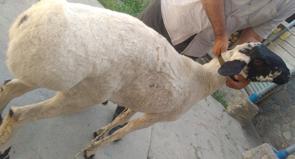 Halol Boqilgan Xonaki Chiroyli Zotli Qochqorlar sotiladi