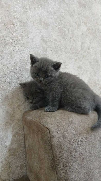 Элитные котята от чистокровных родителей!!!