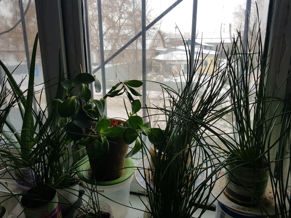 Комнатное растение