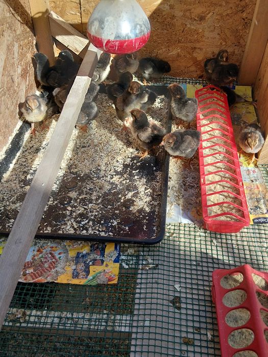 Vand pui de gaina Wyandotte si Australorp