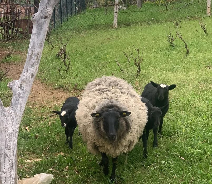 Ramanov egizakchi qoʻylari yiliga ikk marta bolalaydi 2-4 tagacha 100%