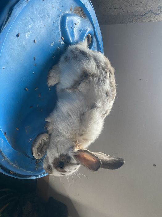 Кролики 2 самки и 2 самец