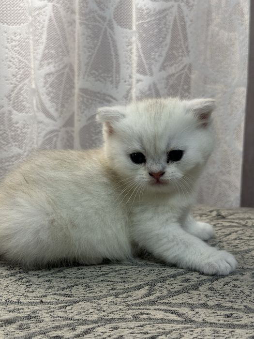 котенок серебристая шиншилла