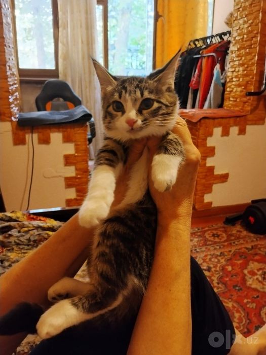 Отдадим котенка в хорошие руки