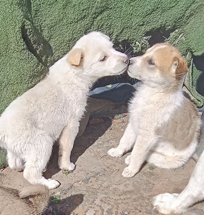 Щенки кабель даром