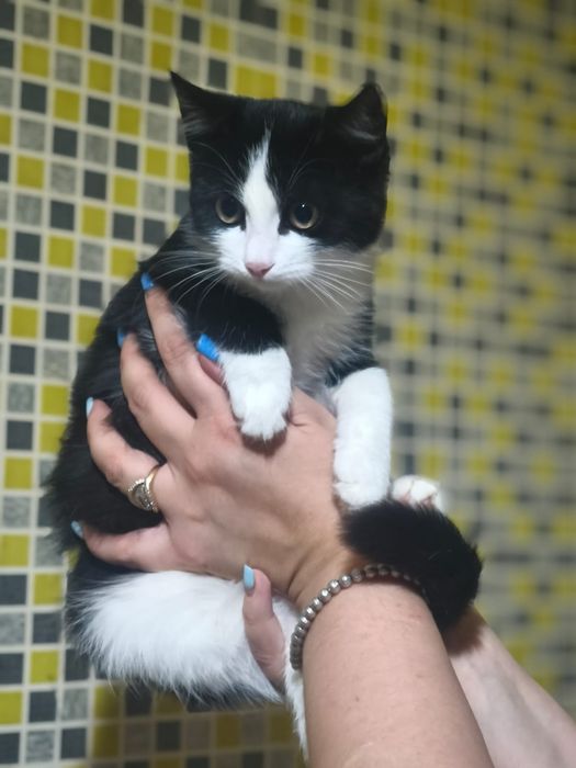 Котенок в добрые руки