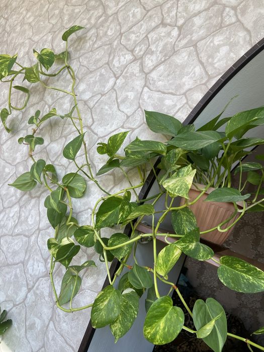 ,Сциндвптусы,сингониумы,эпипремнум