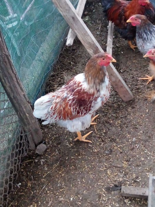 Vând cocoși de wyandotte splash