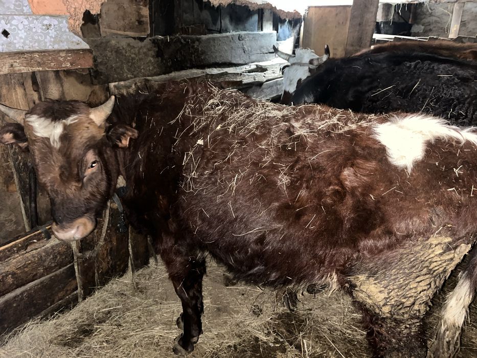 Бұқа  сатылады саудасы бар 2 бас