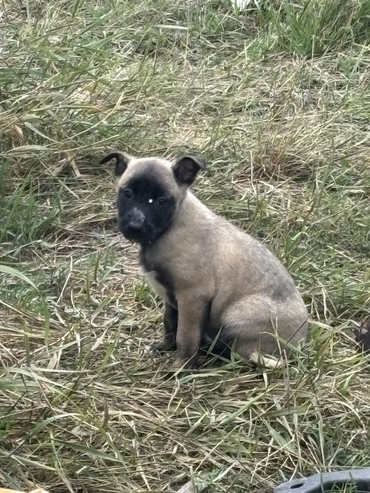 Donez pui metis (ciobanesc belgian malinois)