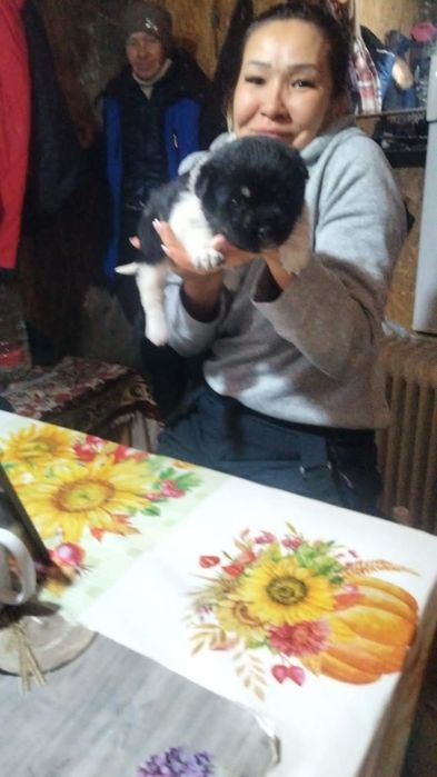 Щенок девочка Подкидыш бесплатно