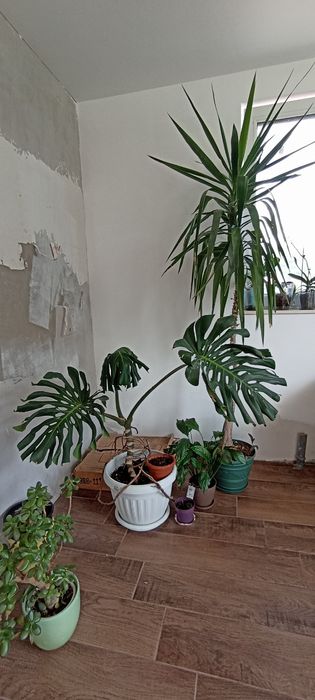 Цветя в саксия - юкa