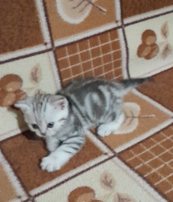 Британские.котята.