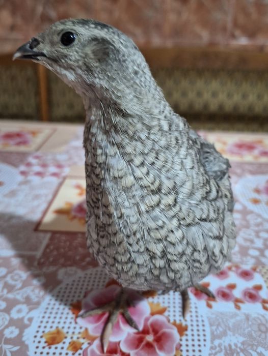 Ouă prepelite incubat jumbo lavandă(white)