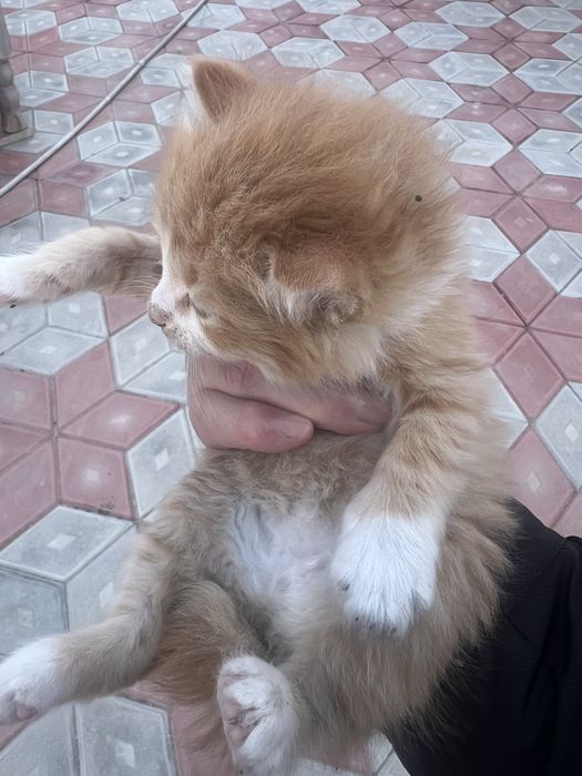 Котята. Мысықтарды бағатын адамға беремін.