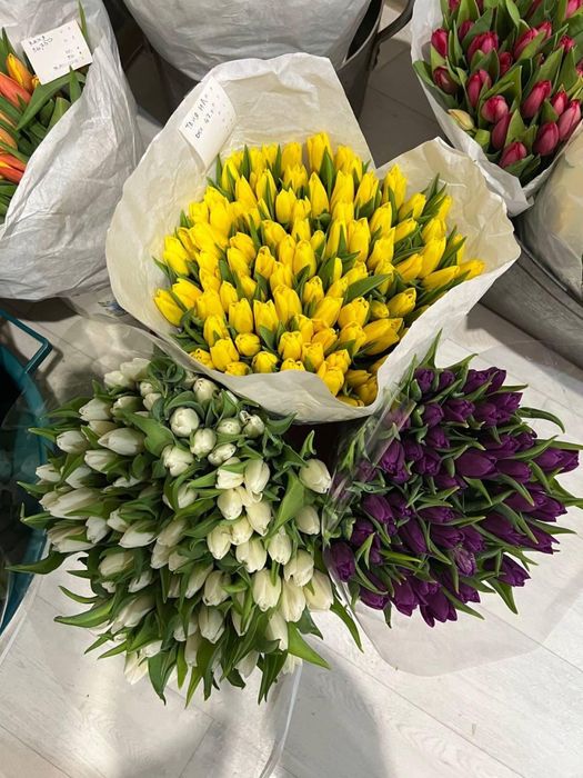 Тюльпаны Голландия