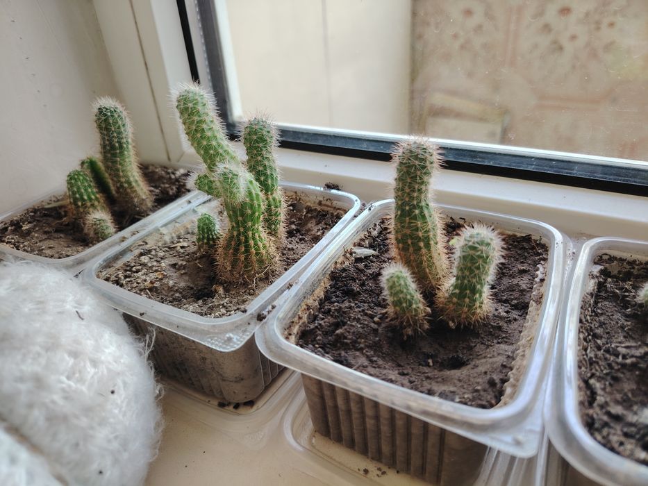 Кактусы для уюта в доме