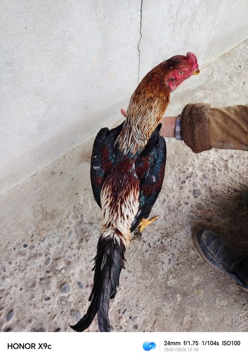 Дакан хороз сотилади