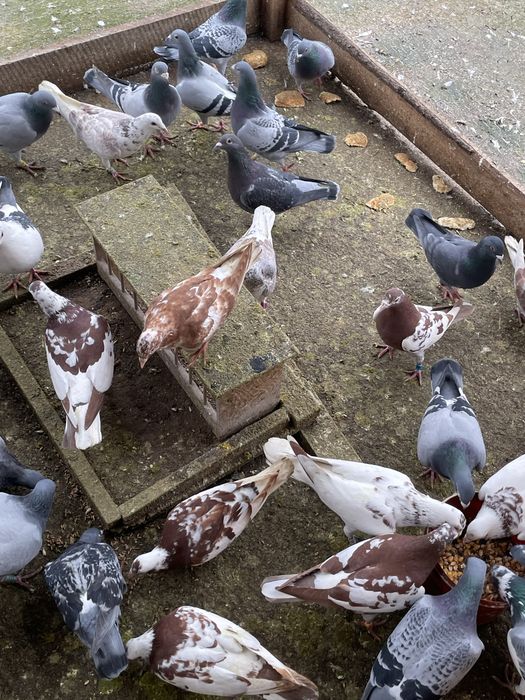 Vand/Schimb Porumbei voiajori si meulemans