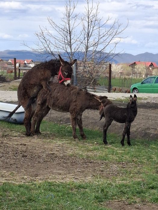 Magarita cu pui lângă ea