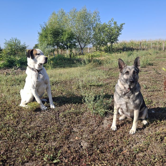 Doi câini inteligenți și blânzi își caută o familie iubitoare!
