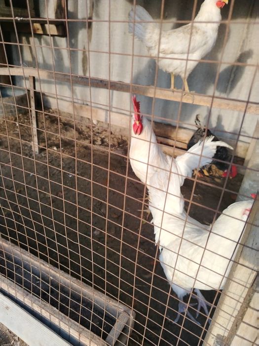 Жас қораздар бар