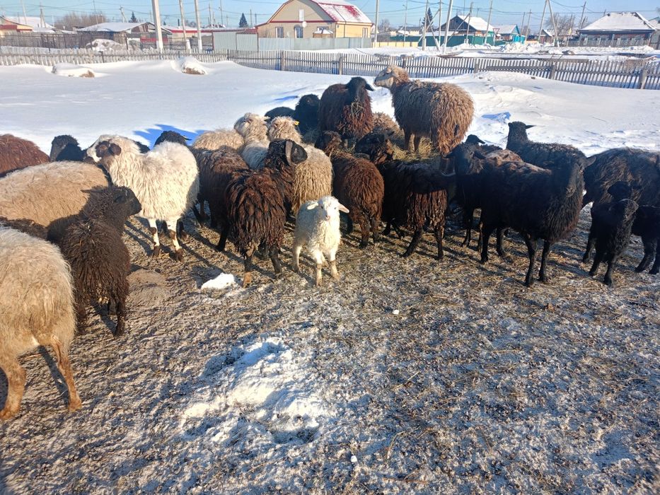 Продам баранов на племя.