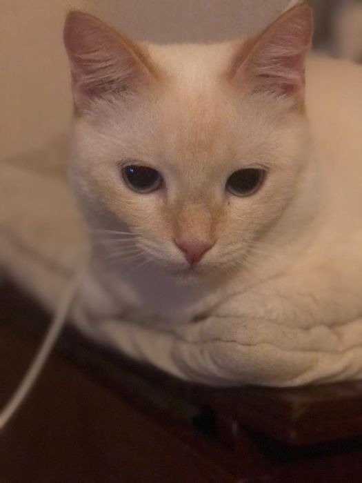 Ждём добрые руки ответсвенным