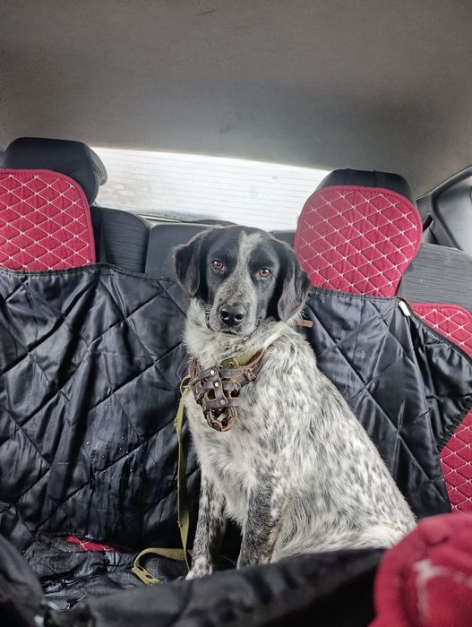 Собака в добрые руки, мальчик