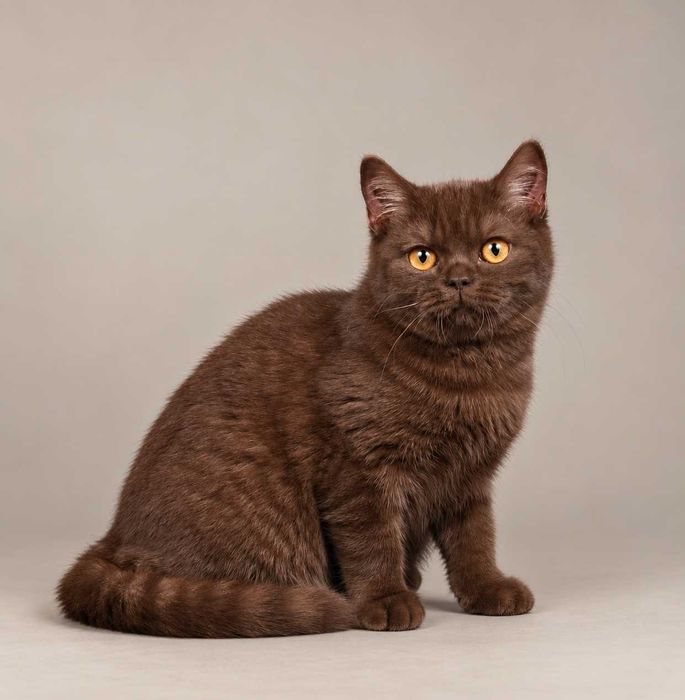 Chocolate (BRI b). Nu mai există una ca ea. 100% British. 100% Chocolate. 0% modestie. Pedigree. Felisa Lynx Rune Code.