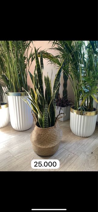 Фикус бенджамина Цветы для дома  озеленение