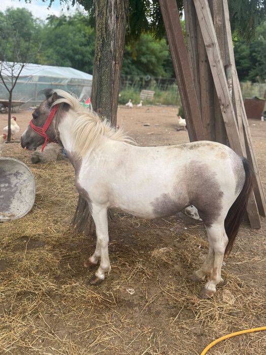 Vând poneiță de 1an și 8luni