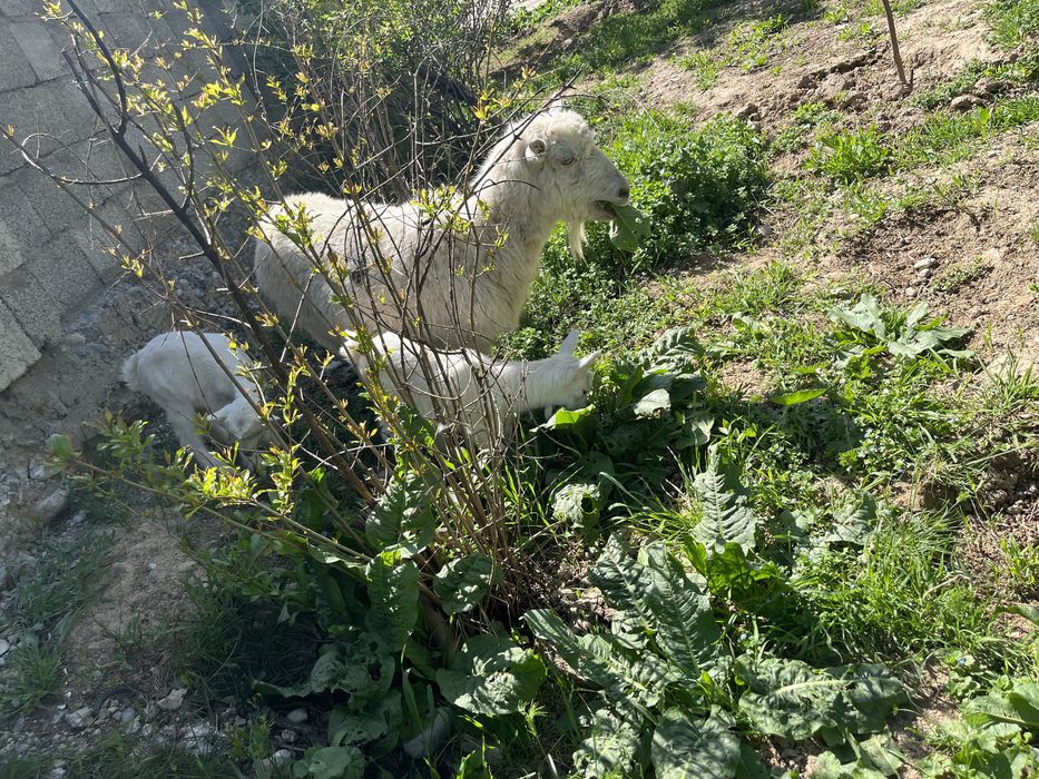 Ешкі Орыс Ешкі Сатылады Шымкент