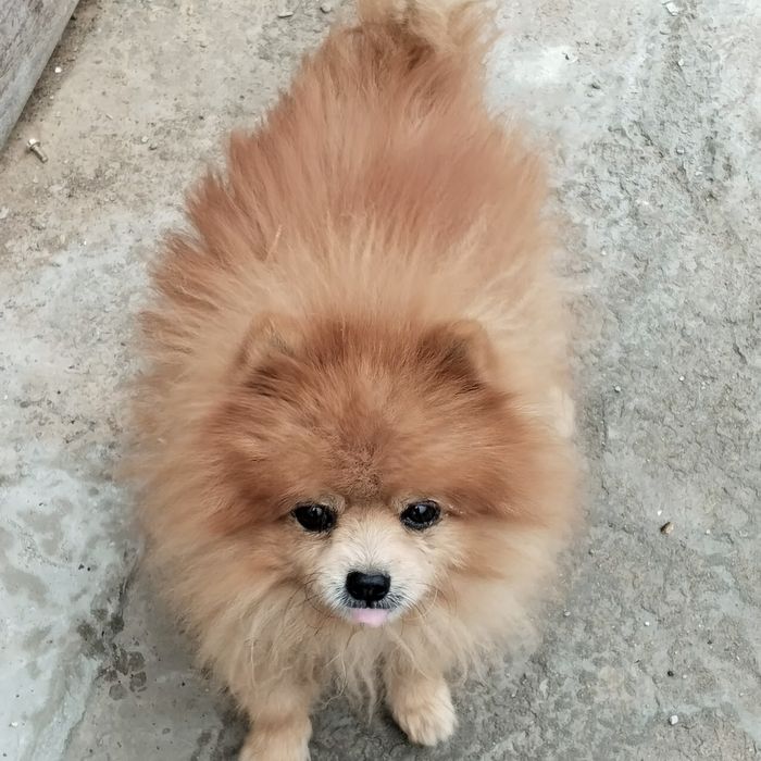 Пропала собака! Рыжий шпиц