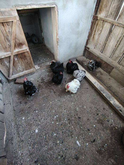 Cochinchina pitic