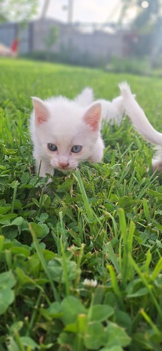 Котята белые котики с голубыми глазами
