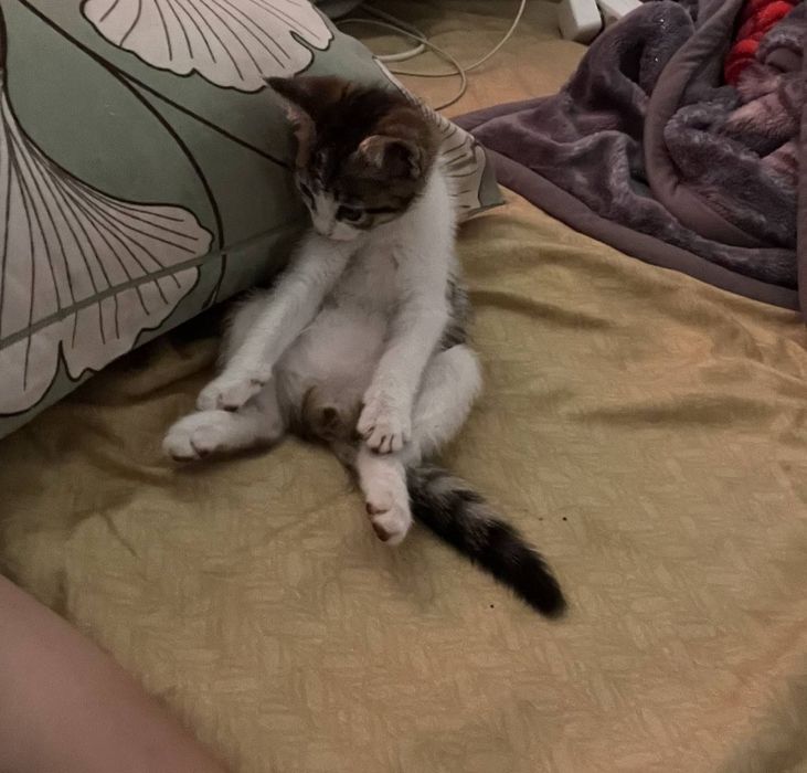 Отдам котят в добрые руки
