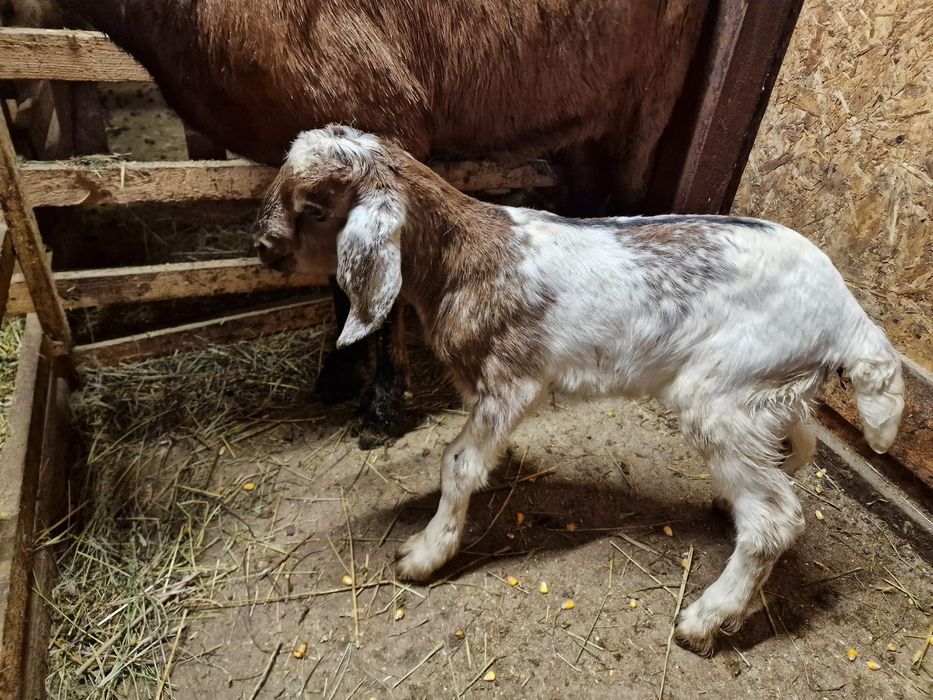 De vânzare capre alpina franceza