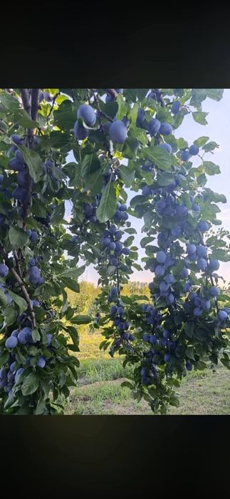 Prune pentru țuica  si palinca  pentru comenzi sunați la 0748623340